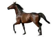 Paard - Huren.nl - 2