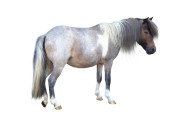 Pony - Huren.nl - 2