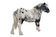 Pony - Huren.nl - 3