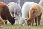 Alpaca - Huren.nl - 3