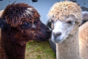 Alpaca - Huren.nl - 4